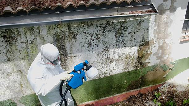Top rated local Basement Mold Removal specialists in Lawrenceville, VA